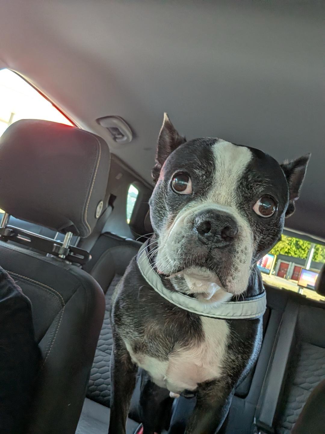 Enlarge Boudreaux in MO, a Adoptable Boston Terrier in Springfield, MO image 6/6