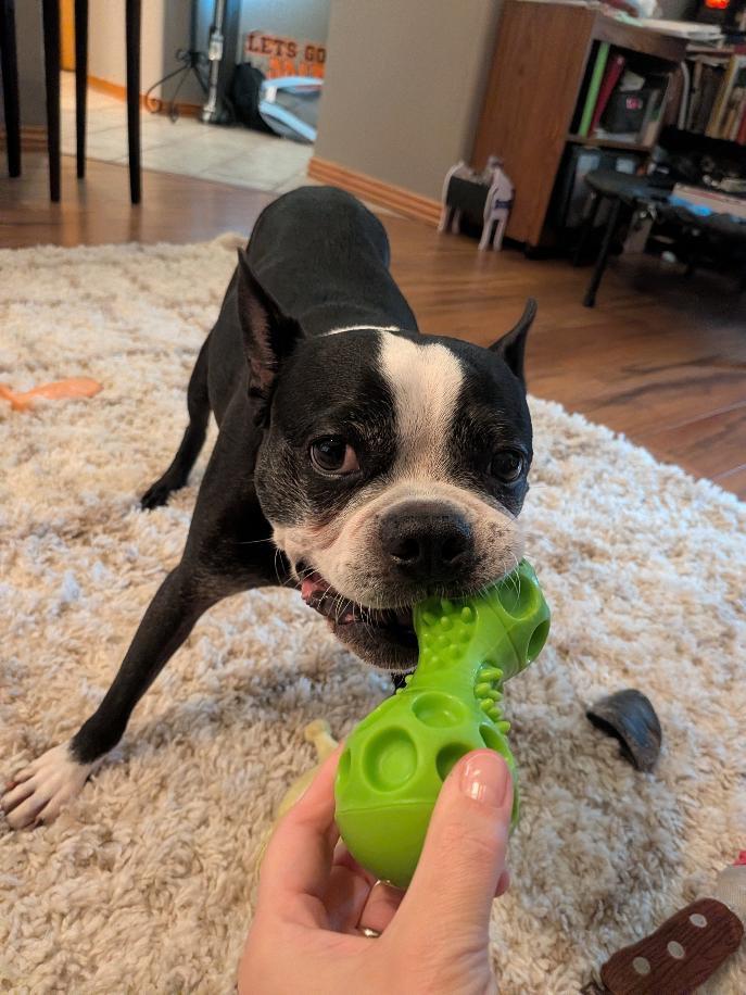 Enlarge Boudreaux in MO, a Adoptable Boston Terrier in Springfield, MO image 4/6