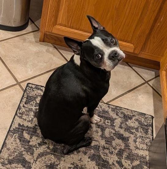Boudreaux in MO, Adoptable, Adult Male Boston Terrier.