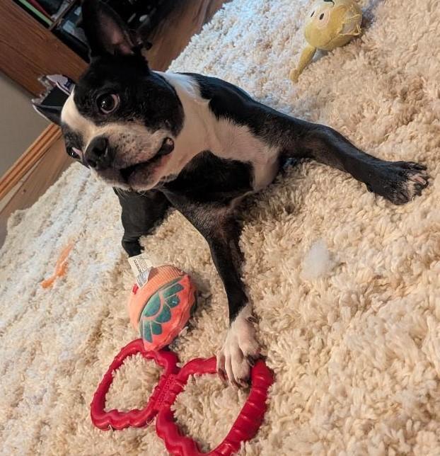 Enlarge Boudreaux in MO, a Adoptable Boston Terrier in Springfield, MO image 2/6