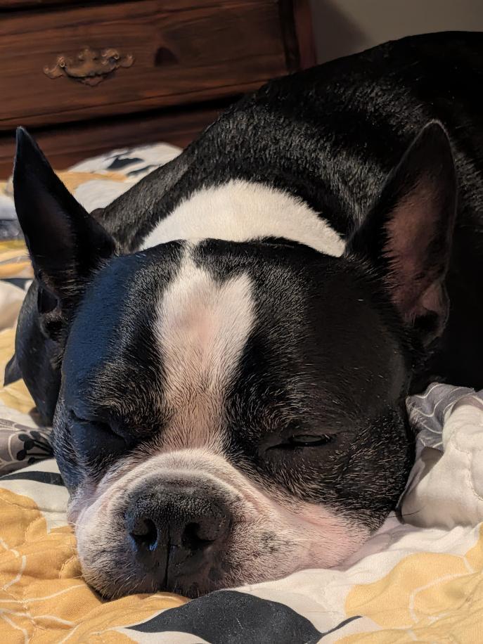 Enlarge Boudreaux in MO, a Adoptable Boston Terrier in Springfield, MO image 3/6