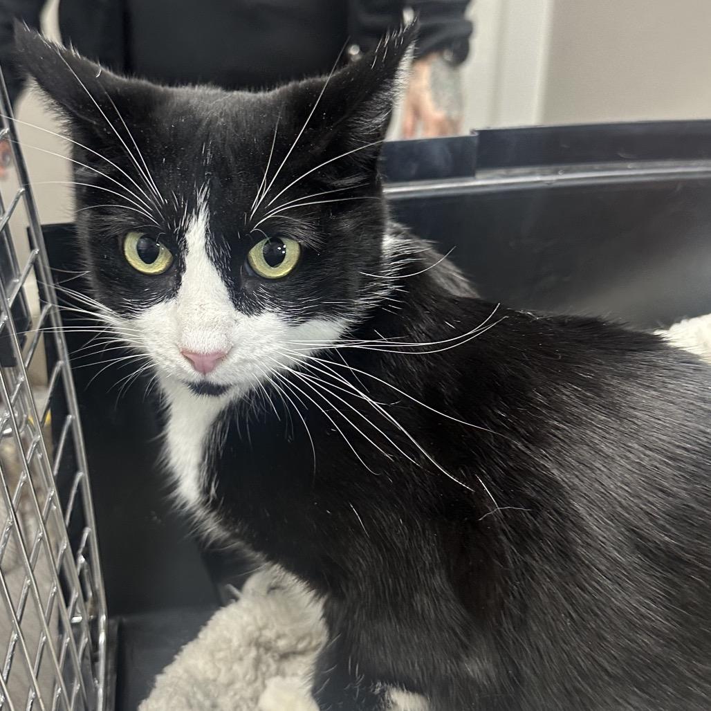 Mama, Adoptable, Young Female Domestic Short Hair.