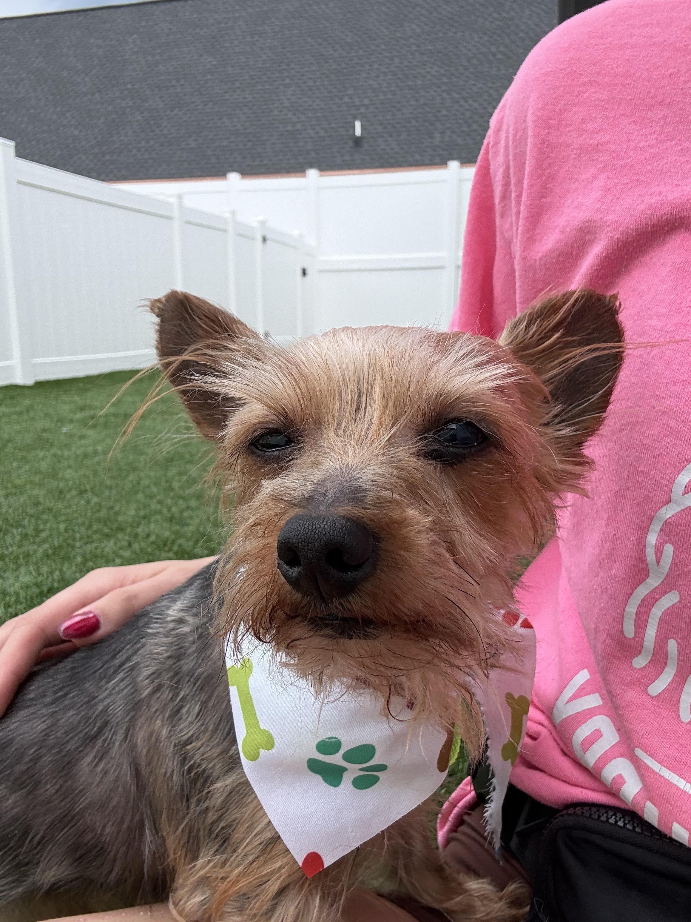 Boo Bear, ADOPTABLE, Adult Male Yorkshire Terrier.