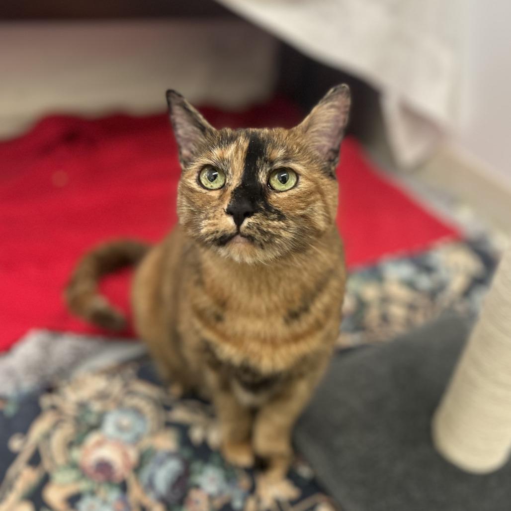 Beatrice, Adoptable, Adult Female Domestic Short Hair.