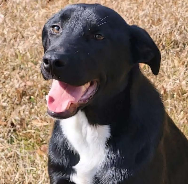 Powell, Adoptable, Adult Male Mixed Breed.