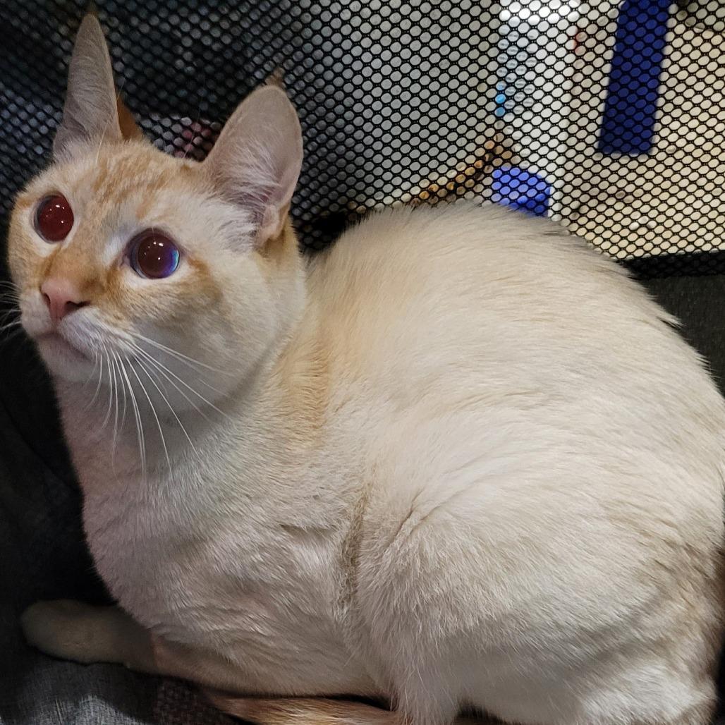 Enlarge Merlin, a Adoptable Domestic Short Hair in Coos Bay, OR image 1/1