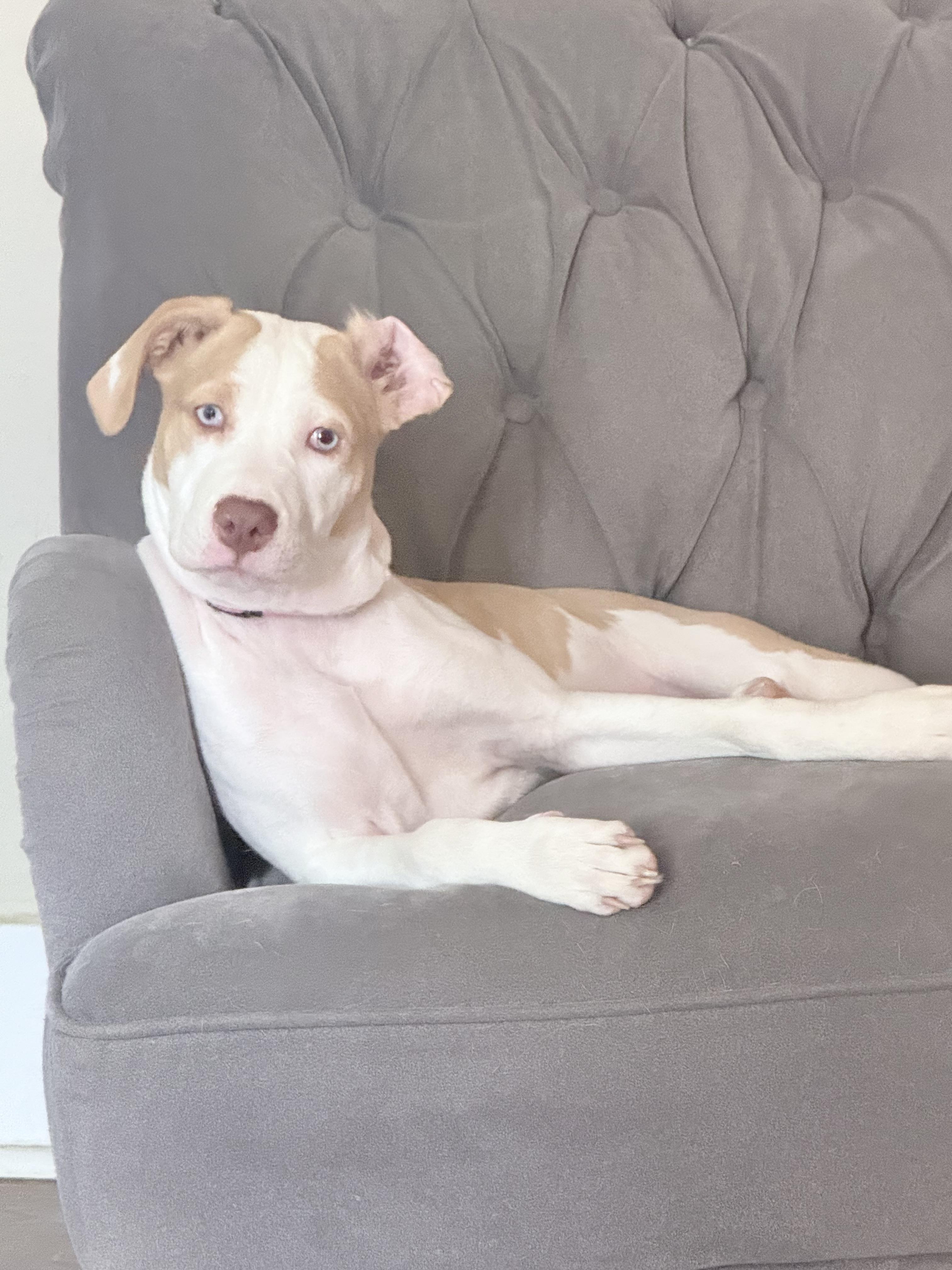 Muchi, a Adoptable mixed breed in West Greenwich , RI image 6/6