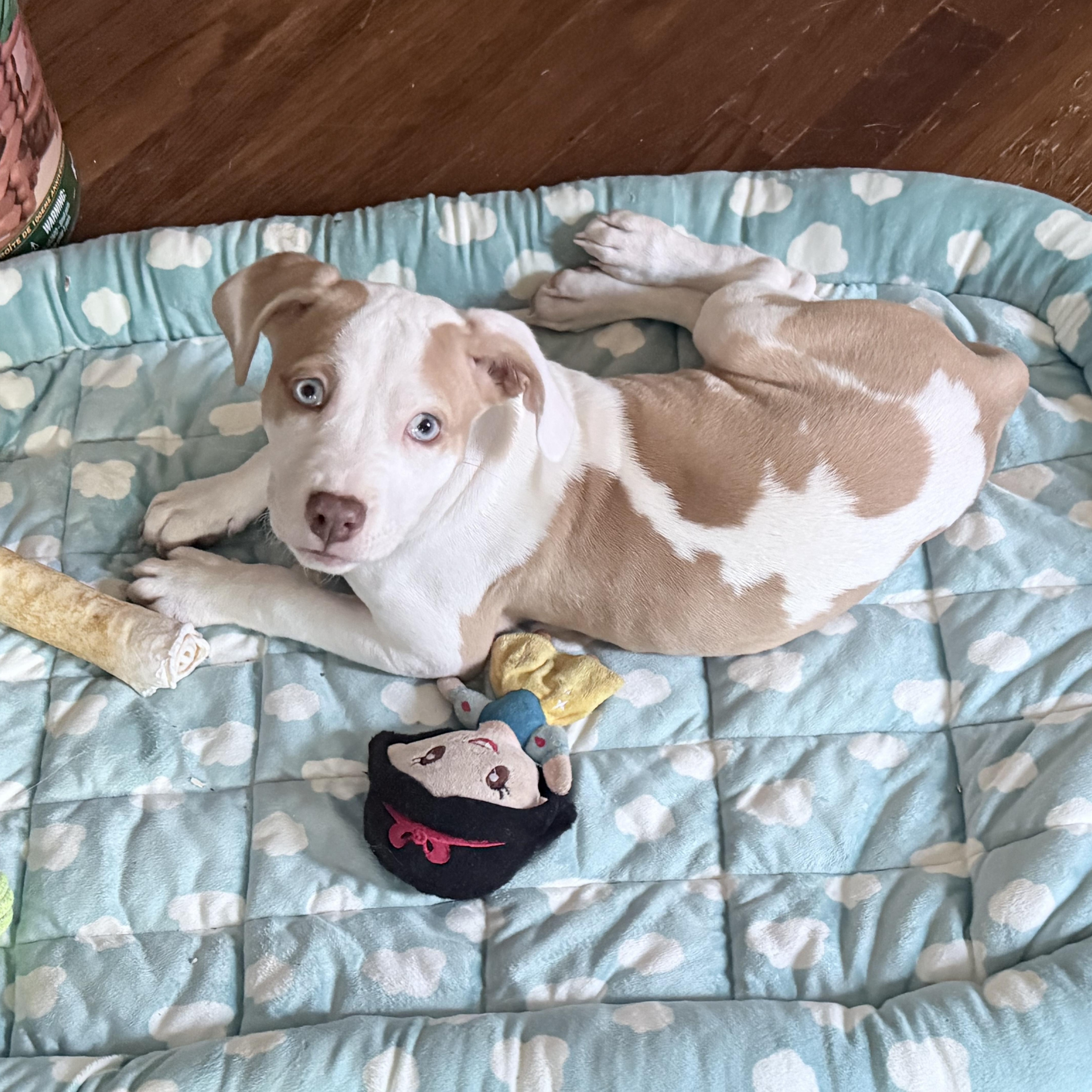 Muchi, Adoptable, Puppy Female English Springer Spaniel & Boxer.