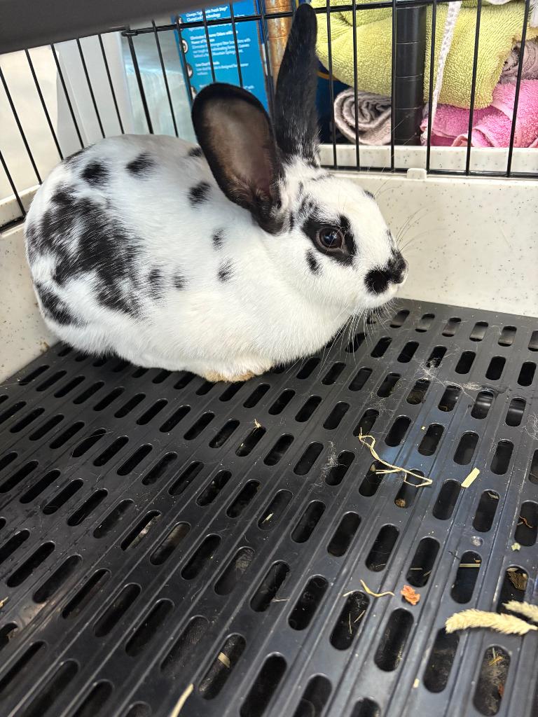 Enlarge Elisa, a Adoptable English Spot in Pflugerville, TX image 1/1