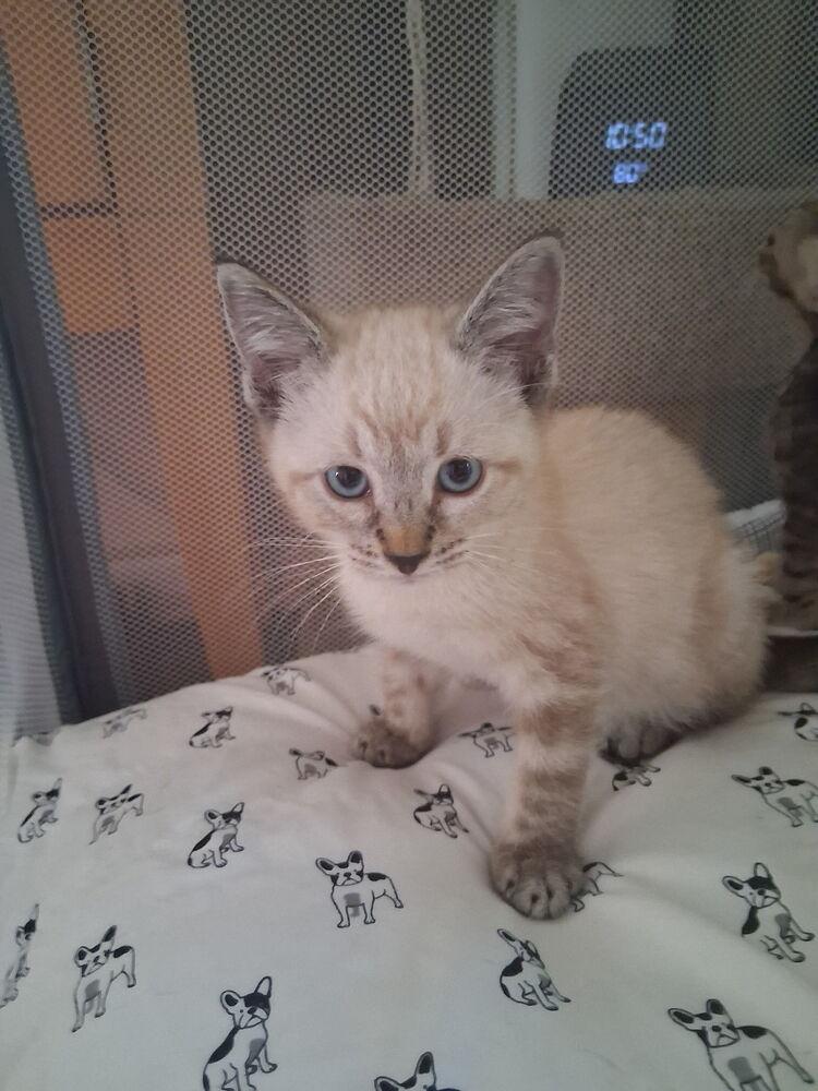 Marco, Adopted, Kitten Male Domestic Short Hair.