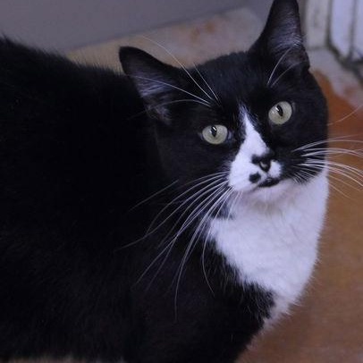 Enlarge Wilson, a Adoptable Domestic Short Hair in Minneapolis, MN image 1/4