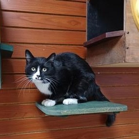 Enlarge Wilson, a Adoptable Domestic Short Hair in Minneapolis, MN image 2/4