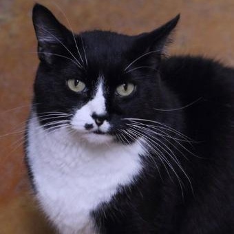 Enlarge Wilson, a Adoptable Domestic Short Hair in Minneapolis, MN image 3/4