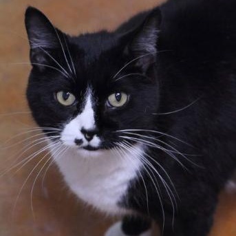 Enlarge Wilson, a Adoptable Domestic Short Hair in Minneapolis, MN image 4/4