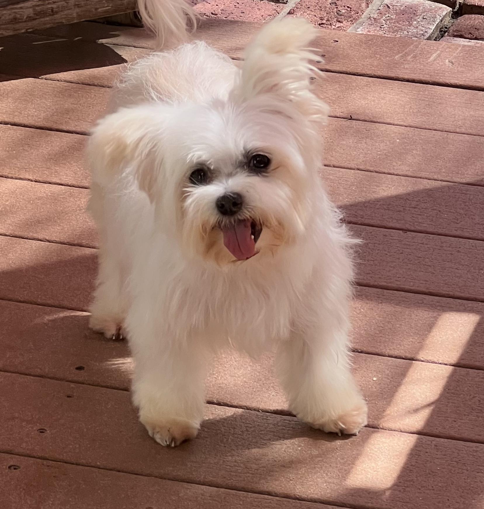 Sasha, ADOPTABLE, Adult Female Maltese & Yorkshire Terrier.