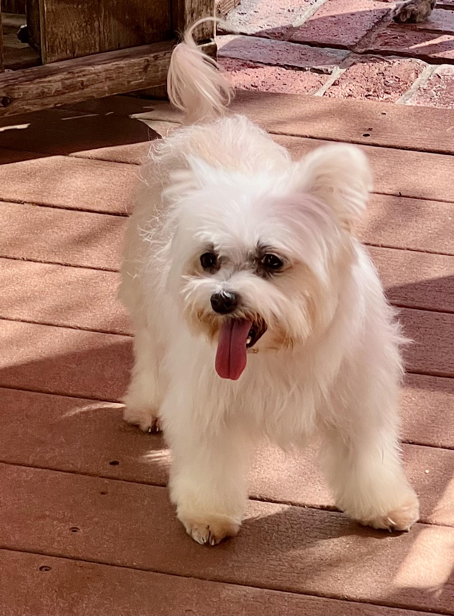 Enlarge Sasha, a ADOPTABLE mixed breed in Encino, CA image 2/5