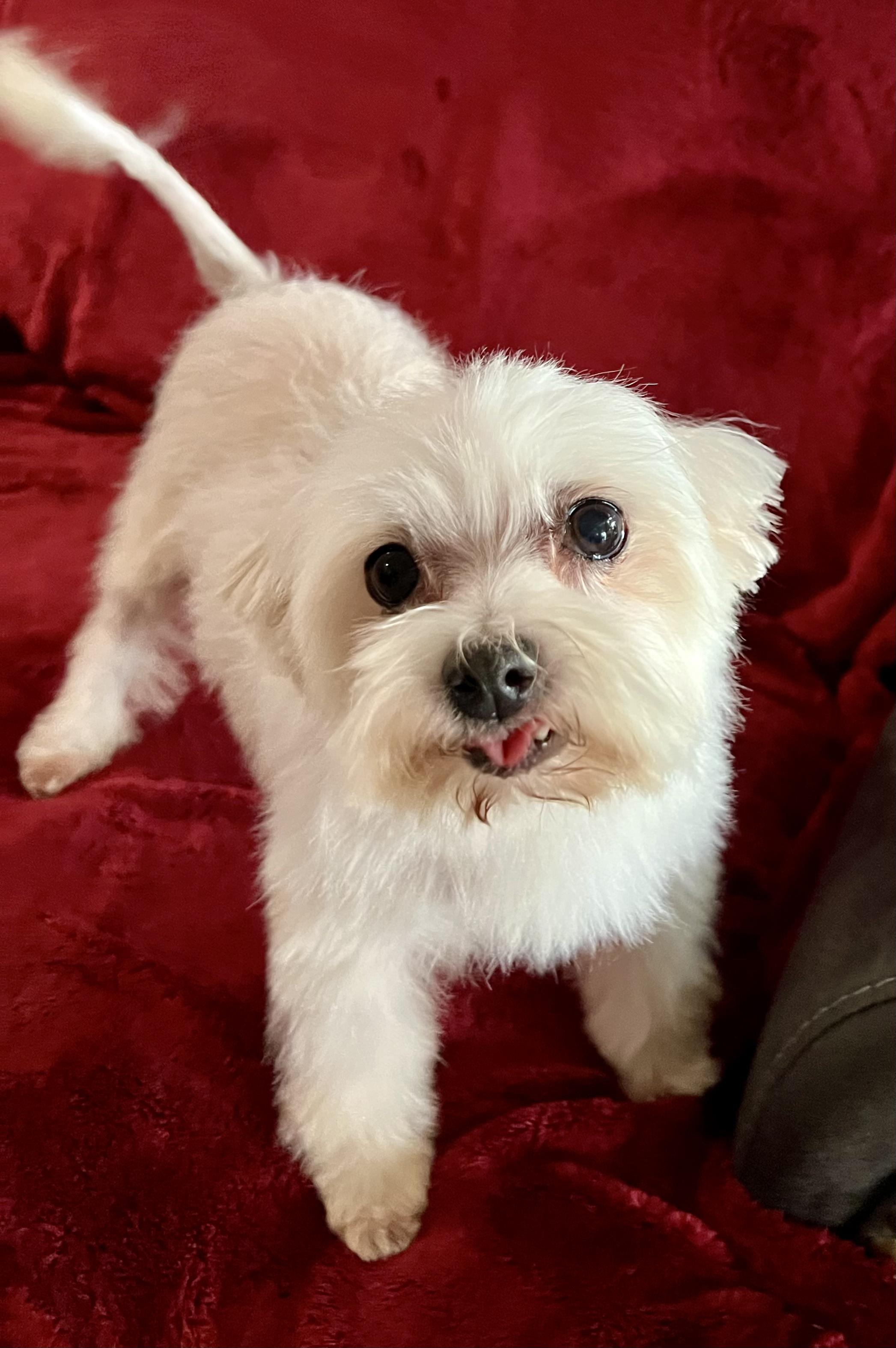 Enlarge Sasha, a ADOPTABLE mixed breed in Encino, CA image 4/5