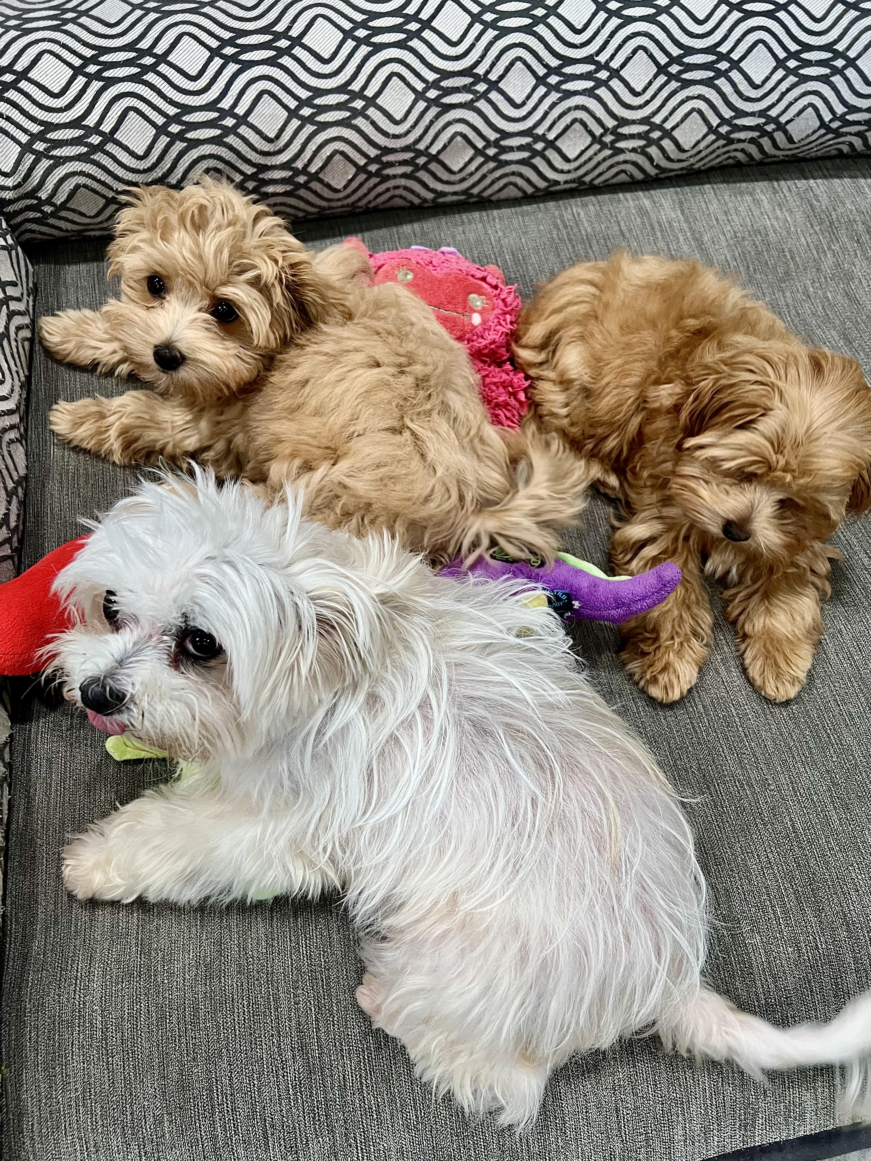 Enlarge Sasha, a ADOPTABLE mixed breed in Encino, CA image 5/5