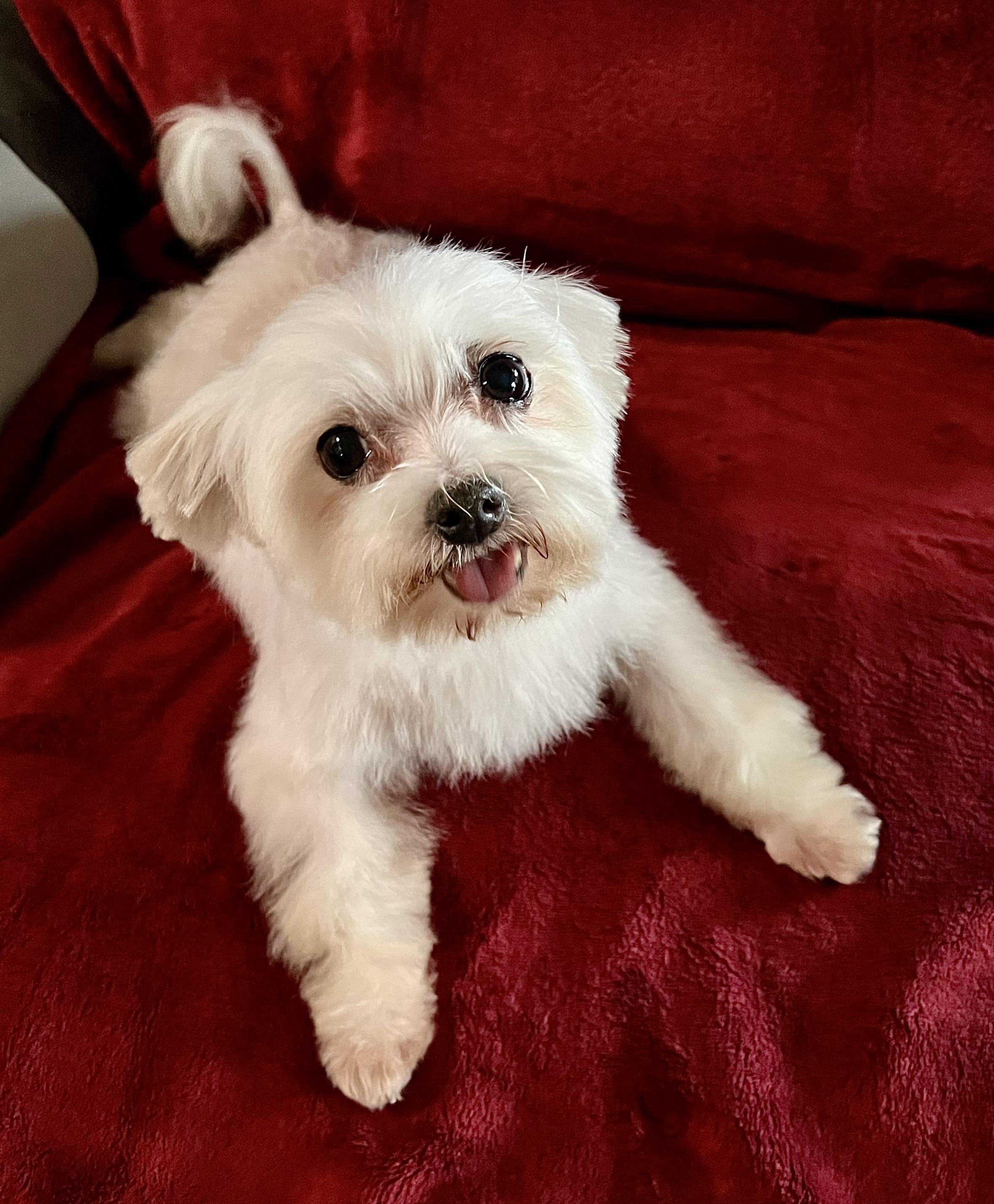 Enlarge Sasha, a ADOPTABLE mixed breed in Encino, CA image 3/5