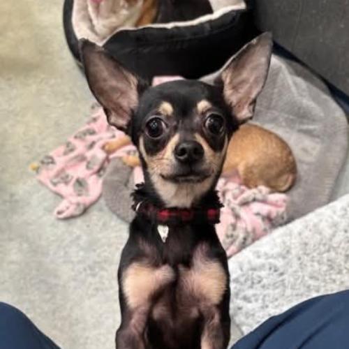 Enlarge Taco, a Adoptable mixed breed in Washington DC, DC image 1/1
