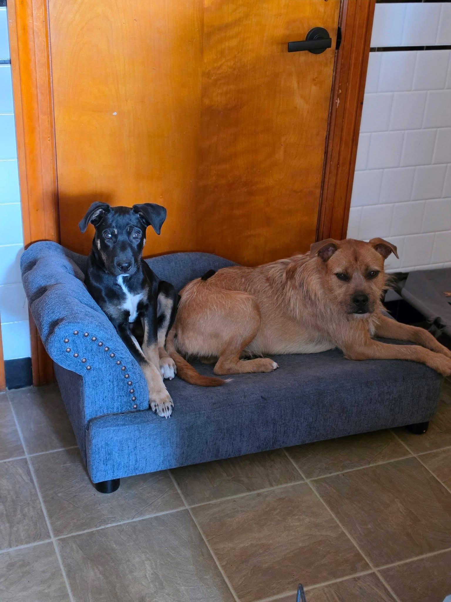 Enlarge Mateo (in Rhode Island) meet and greet, a Adopted mixed breed in New York, NY image 3/6