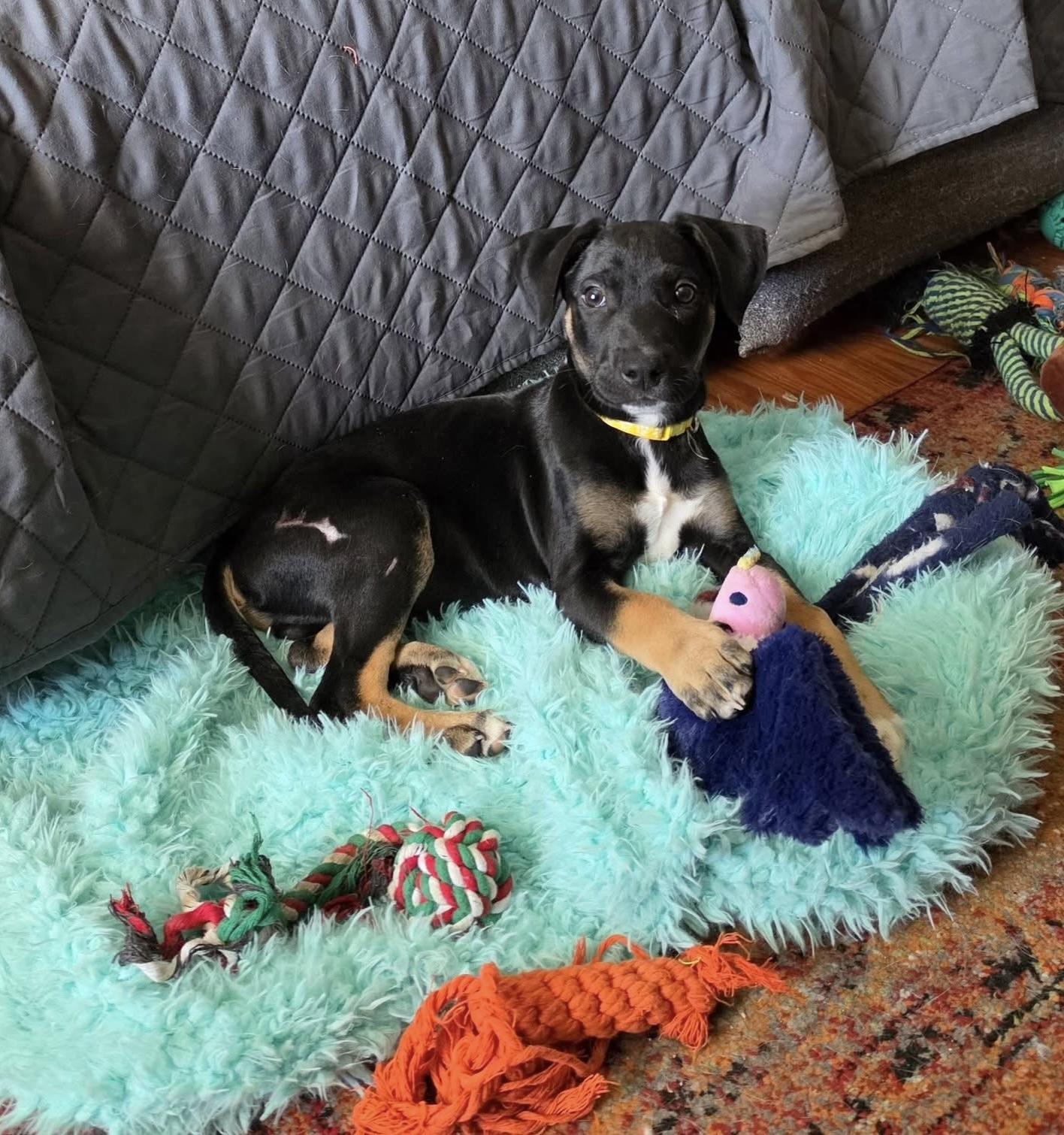 Enlarge Mateo (in Rhode Island) meet and greet, a Adopted mixed breed in New York, NY image 1/6