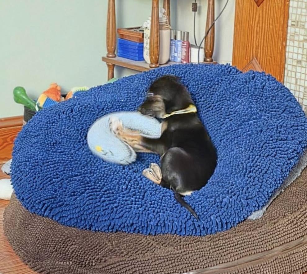 Enlarge Mateo (in Rhode Island) meet and greet, a Adopted mixed breed in New York, NY image 4/6