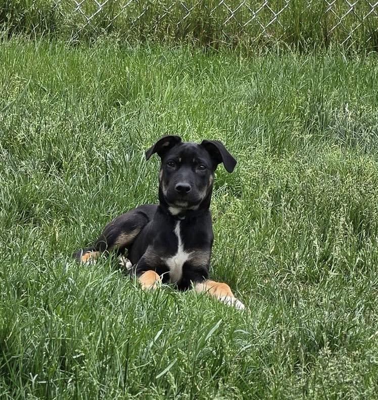 Enlarge Mateo (in Rhode Island) meet and greet, a Adopted mixed breed in New York, NY image 6/6