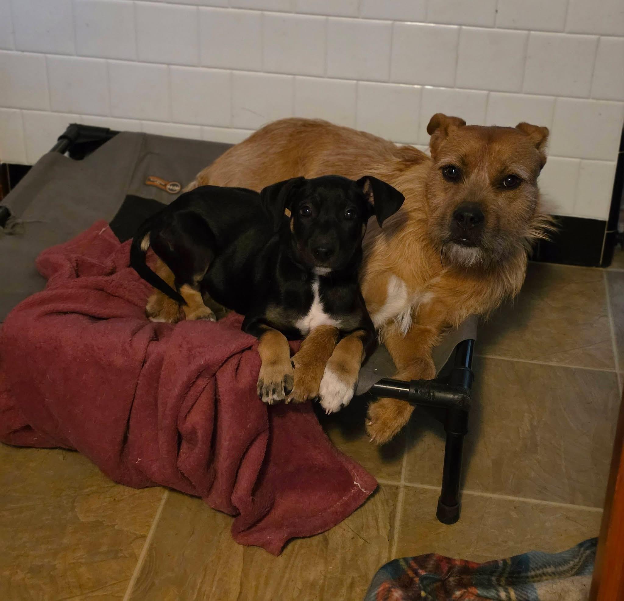 Enlarge Mateo (in Rhode Island) meet and greet, a Adopted mixed breed in New York, NY image 5/6