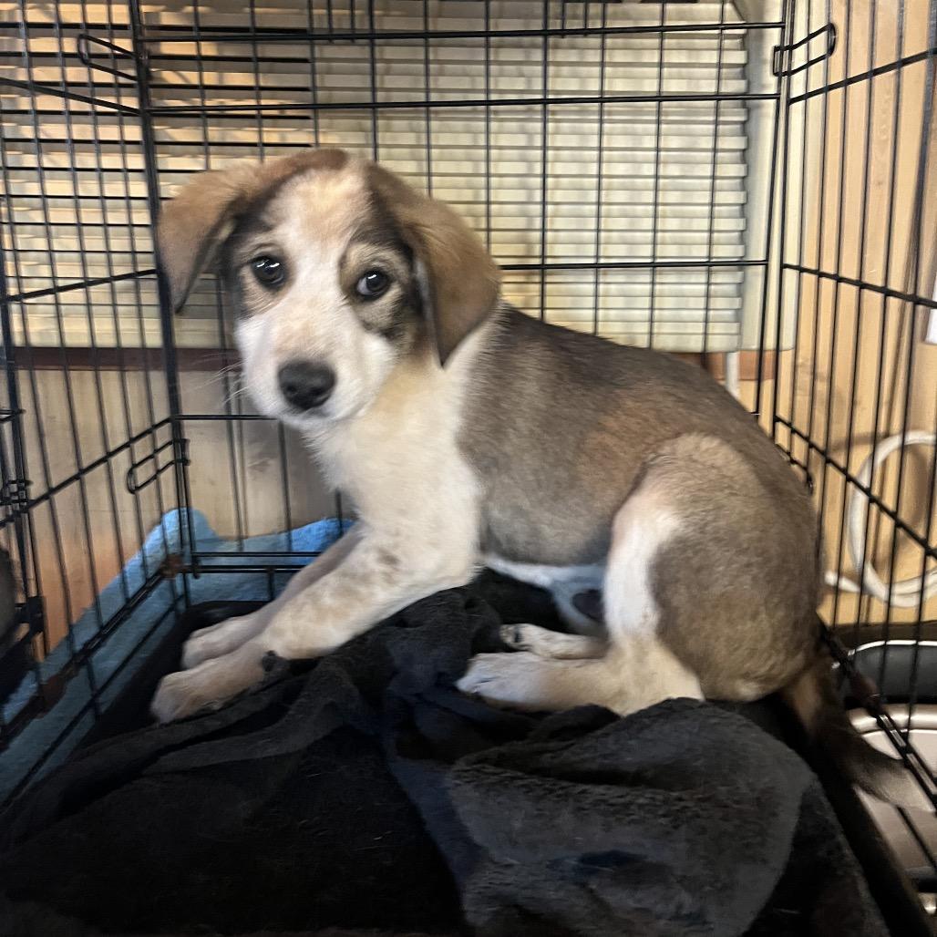 Hamm, Adoptable, Puppy Male Great Pyrenees & Australian Shepherd.