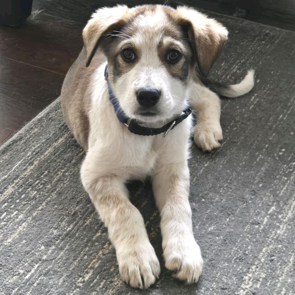 Enlarge Hamm, a Adoptable mixed breed in Kansas City, MO image 2/5