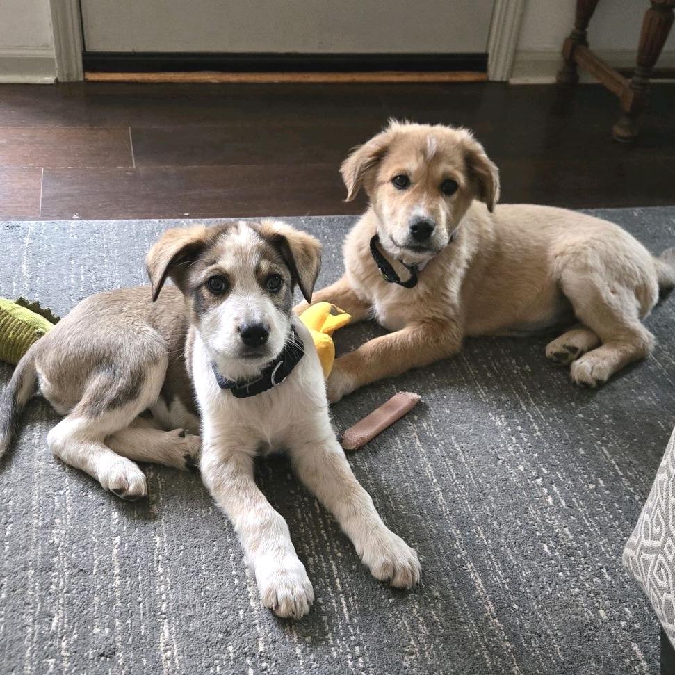 Enlarge Hamm, a Adoptable mixed breed in Kansas City, MO image 3/5