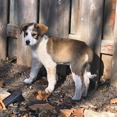 Enlarge Hamm, a Adoptable mixed breed in Kansas City, MO image 4/5