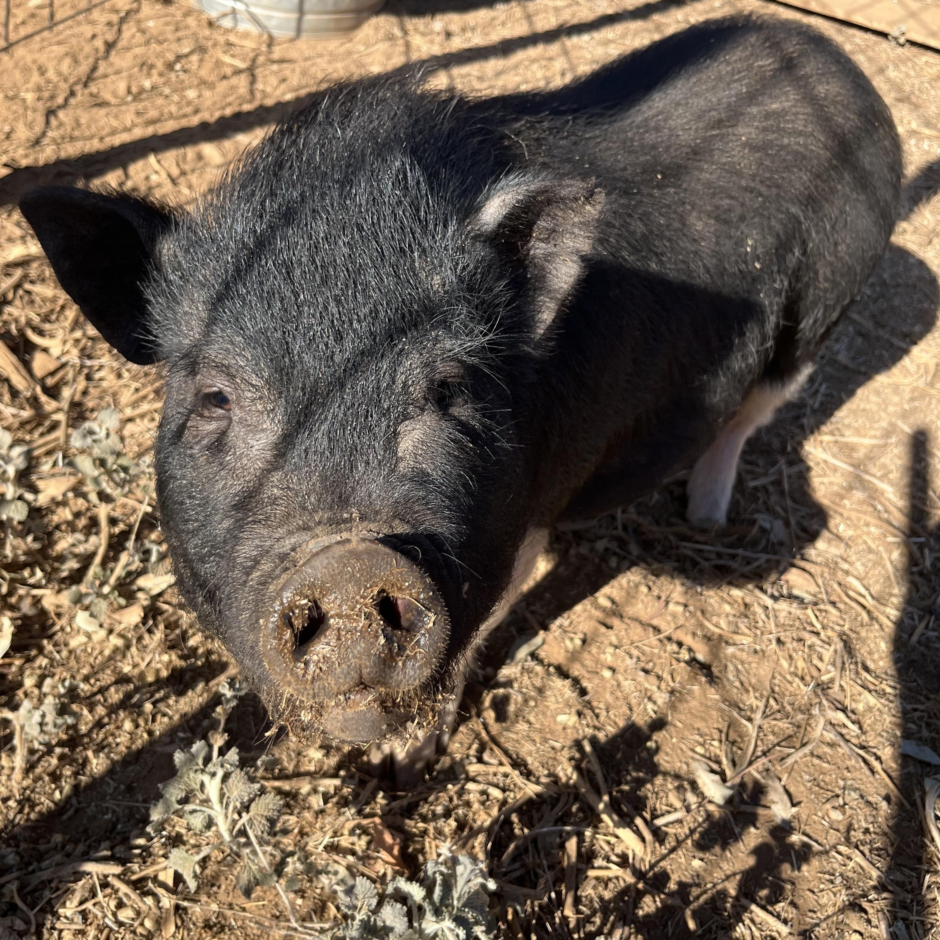 Jack and Jill, Adopted, Young Female Pot Bellied & Vietnamese Pot Bellied.