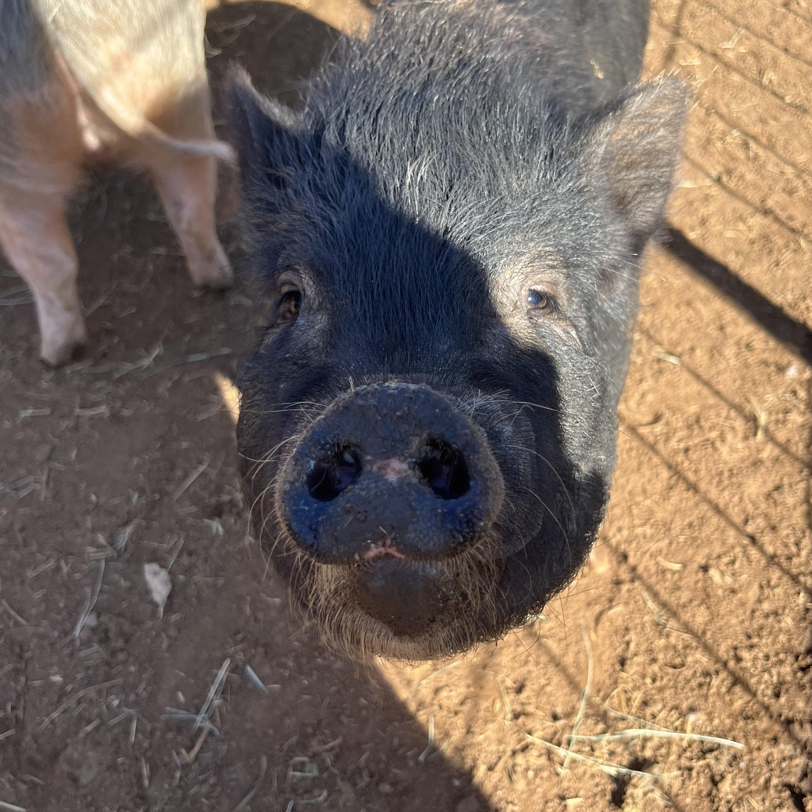 Enlarge Jack and Jill, a Adopted mixed breed in Lakeside, CA image 2/2