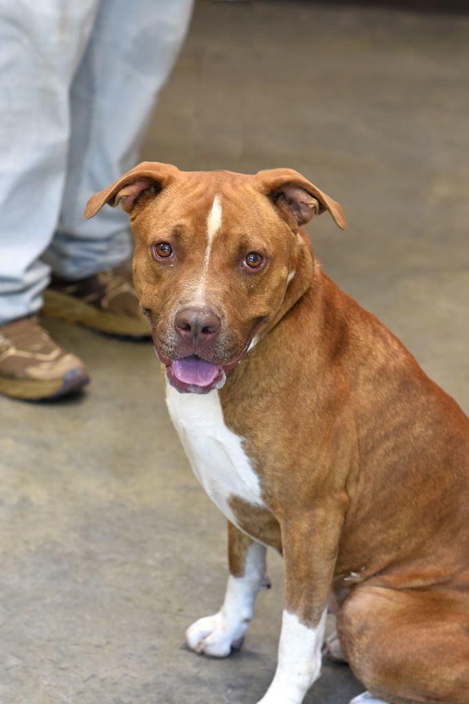 Bentely, a Adoptable mixed breed in Hot Springs, AR image 1/2