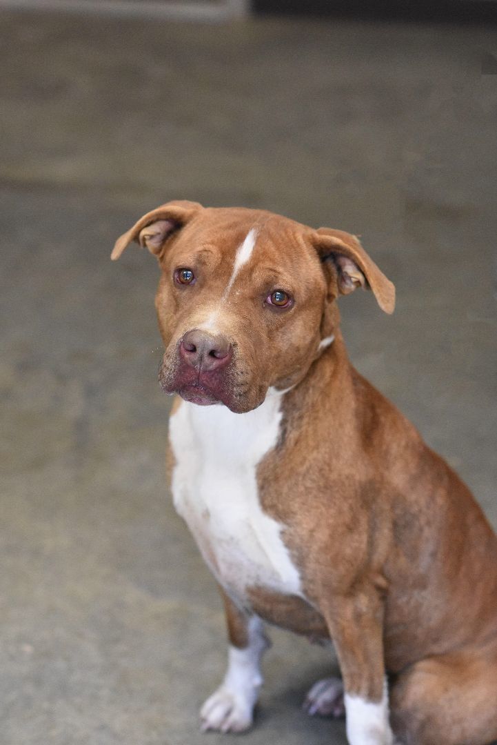 Bentely, a Adoptable mixed breed in Hot Springs, AR image 2/2