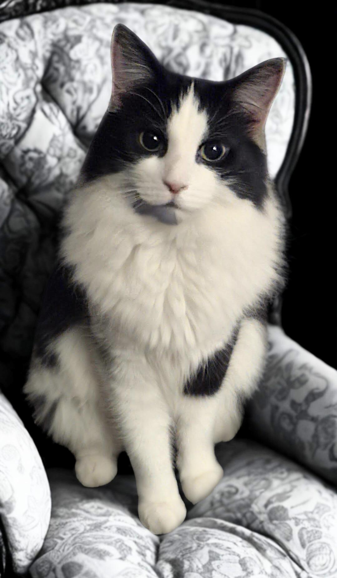 Enlarge Oreo, a Adoptable Domestic Long Hair in Nottingham, MD image 1/1