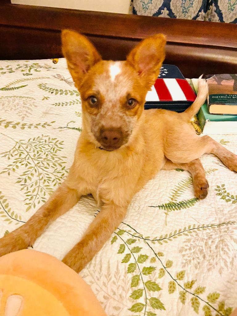 Enlarge HADDIE, a Adopted mixed breed in Moberly, MO image 1/5