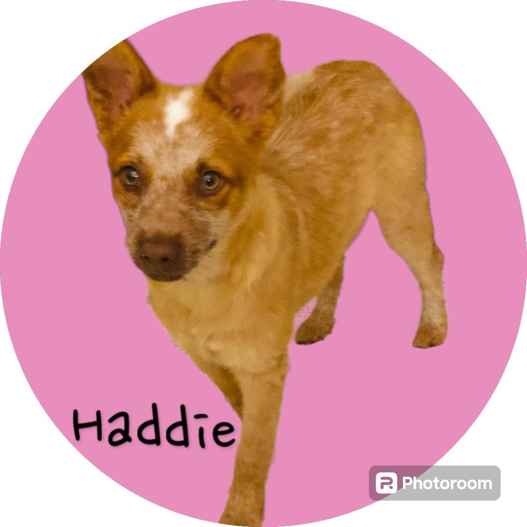 Enlarge HADDIE, a Adopted mixed breed in Moberly, MO image 3/5