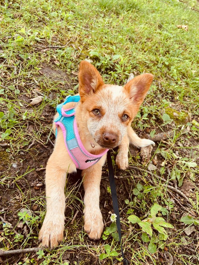 Enlarge HADDIE, a Adopted mixed breed in Moberly, MO image 4/5