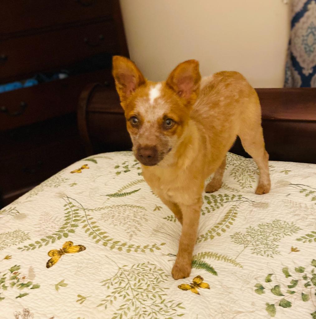 Enlarge HADDIE, a Adopted mixed breed in Moberly, MO image 5/5