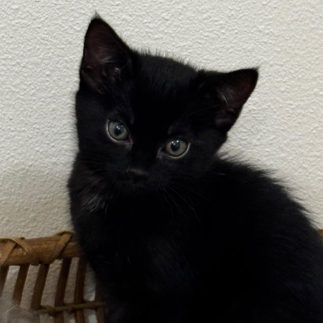Buttercup, Adoptable, Kitten Female Domestic Short Hair.