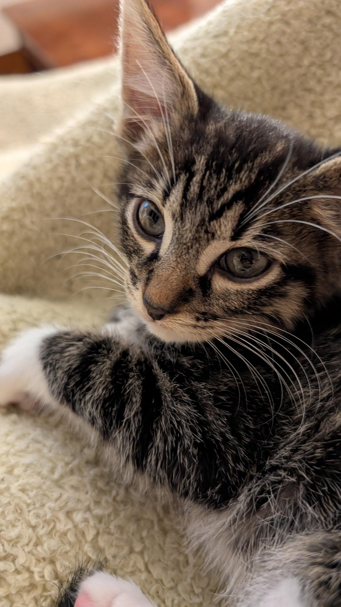 Bootsie
