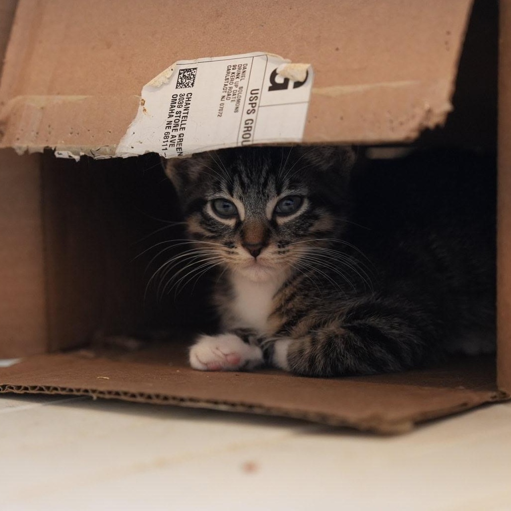 Bootsie
