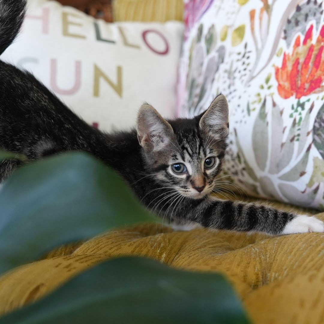 Bootsie