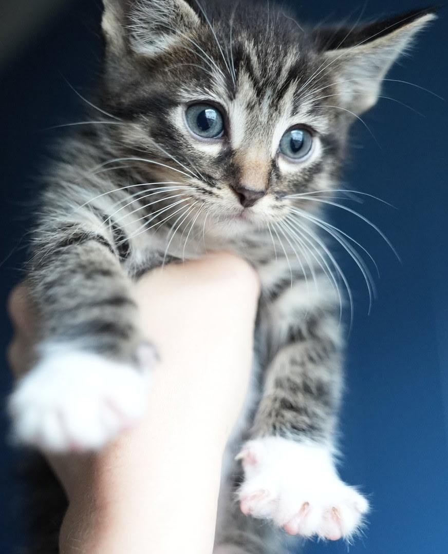 Bootsie