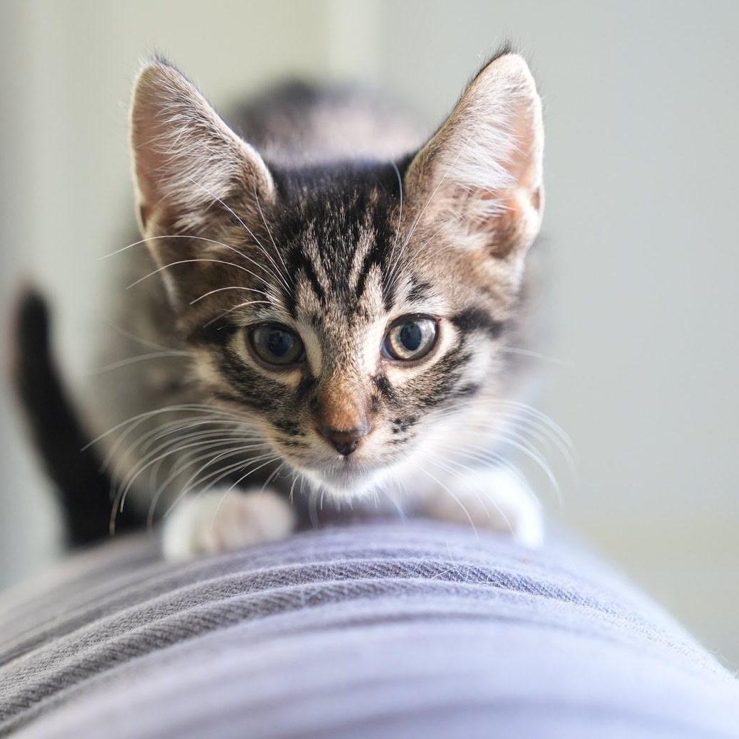 Bootsie