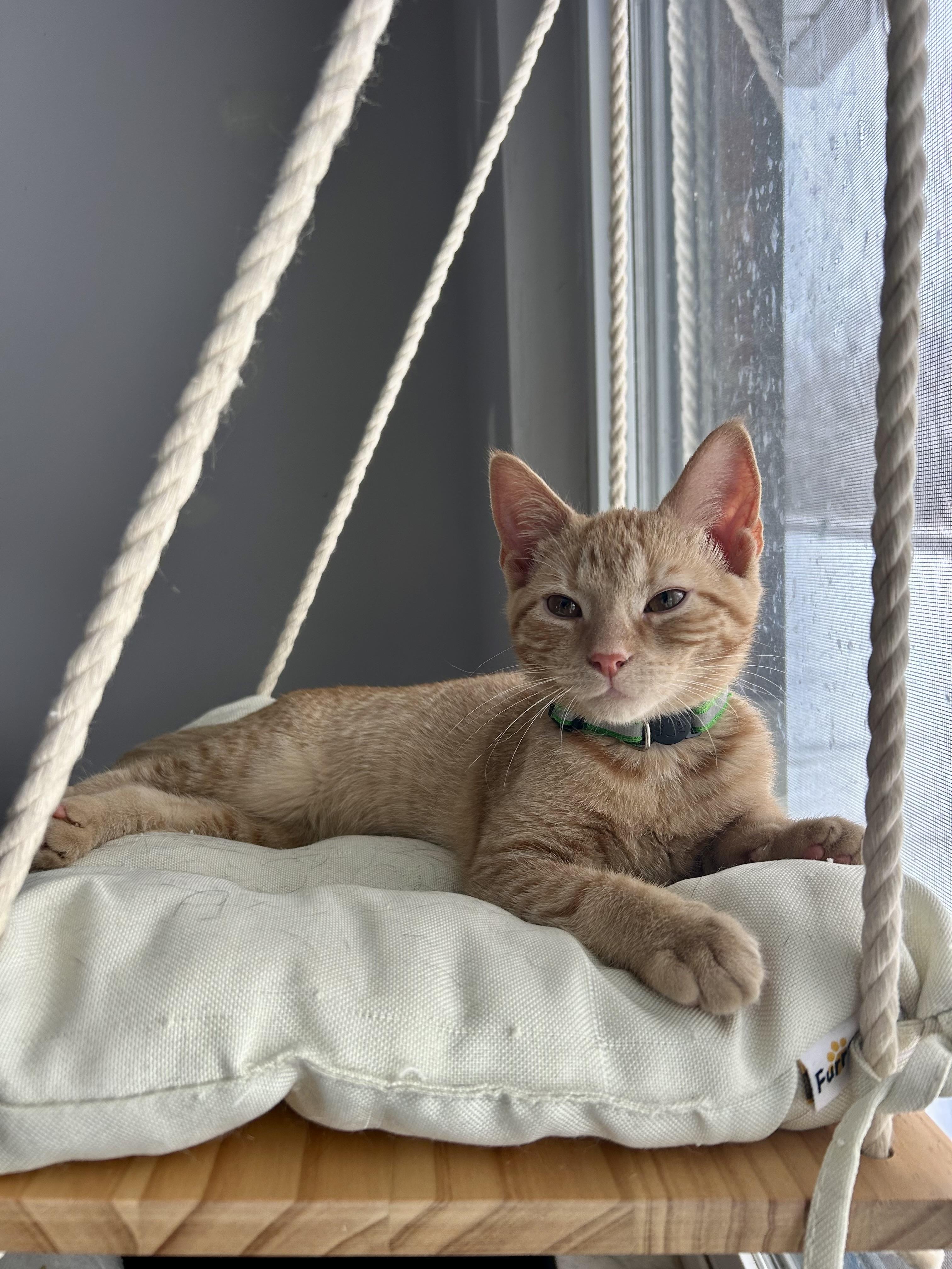 Gomez, an adopted Domestic Short Hair in Bethel, OH image 1/2