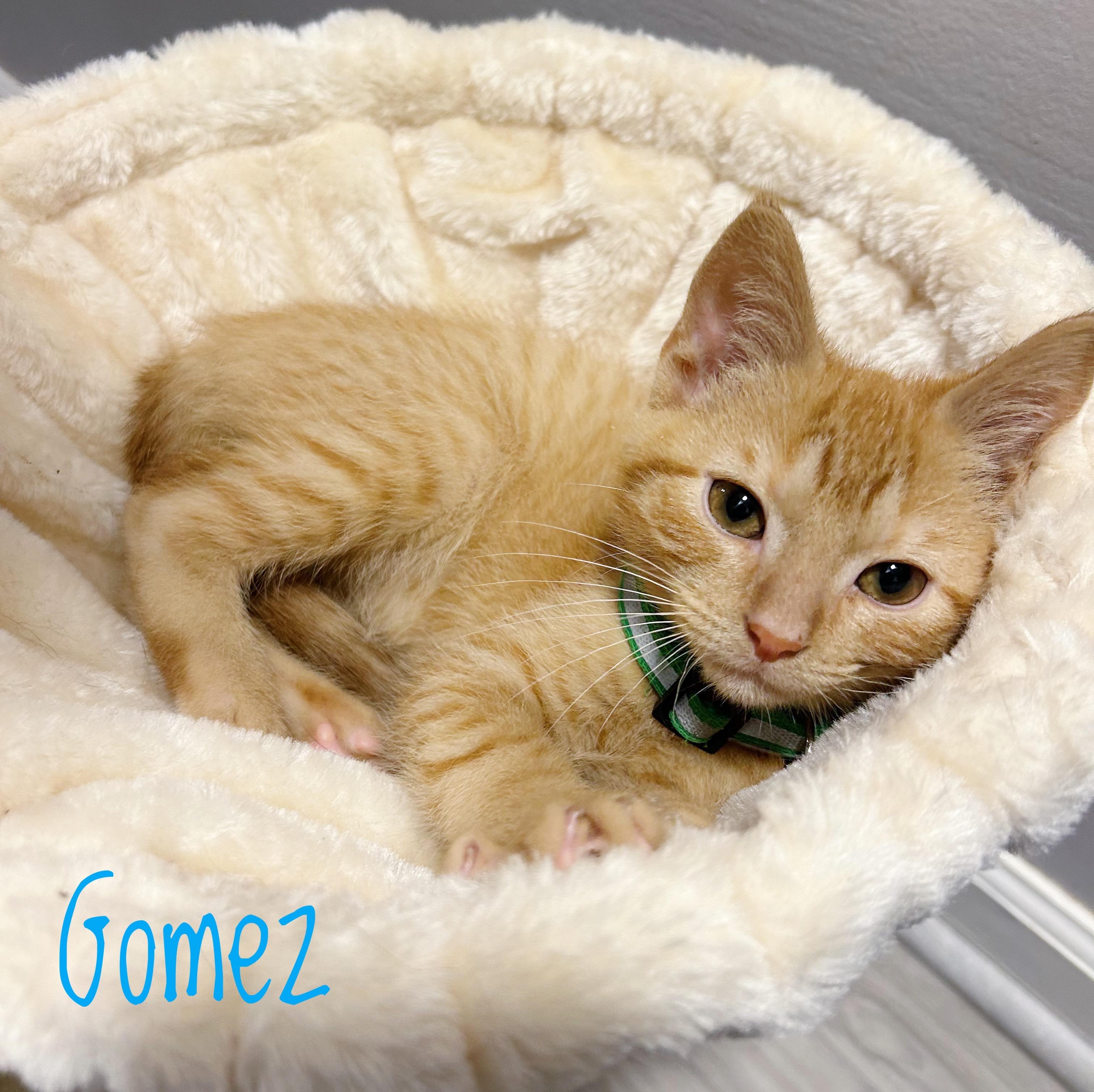 Enlarge Gomez, a Adoptable Domestic Short Hair in Bethel, OH image 1/1